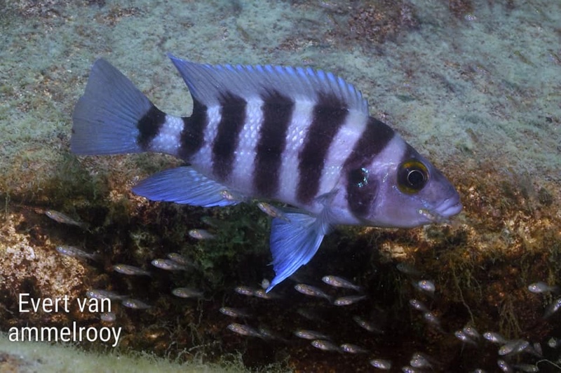 Neolamprologus sexfasciatus (Blue)